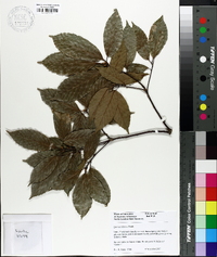 Quercus glauca image