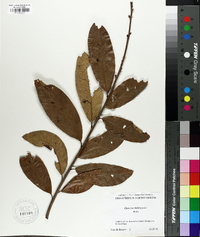 Quercus imbricaria image