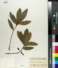 Quercus imbricaria image