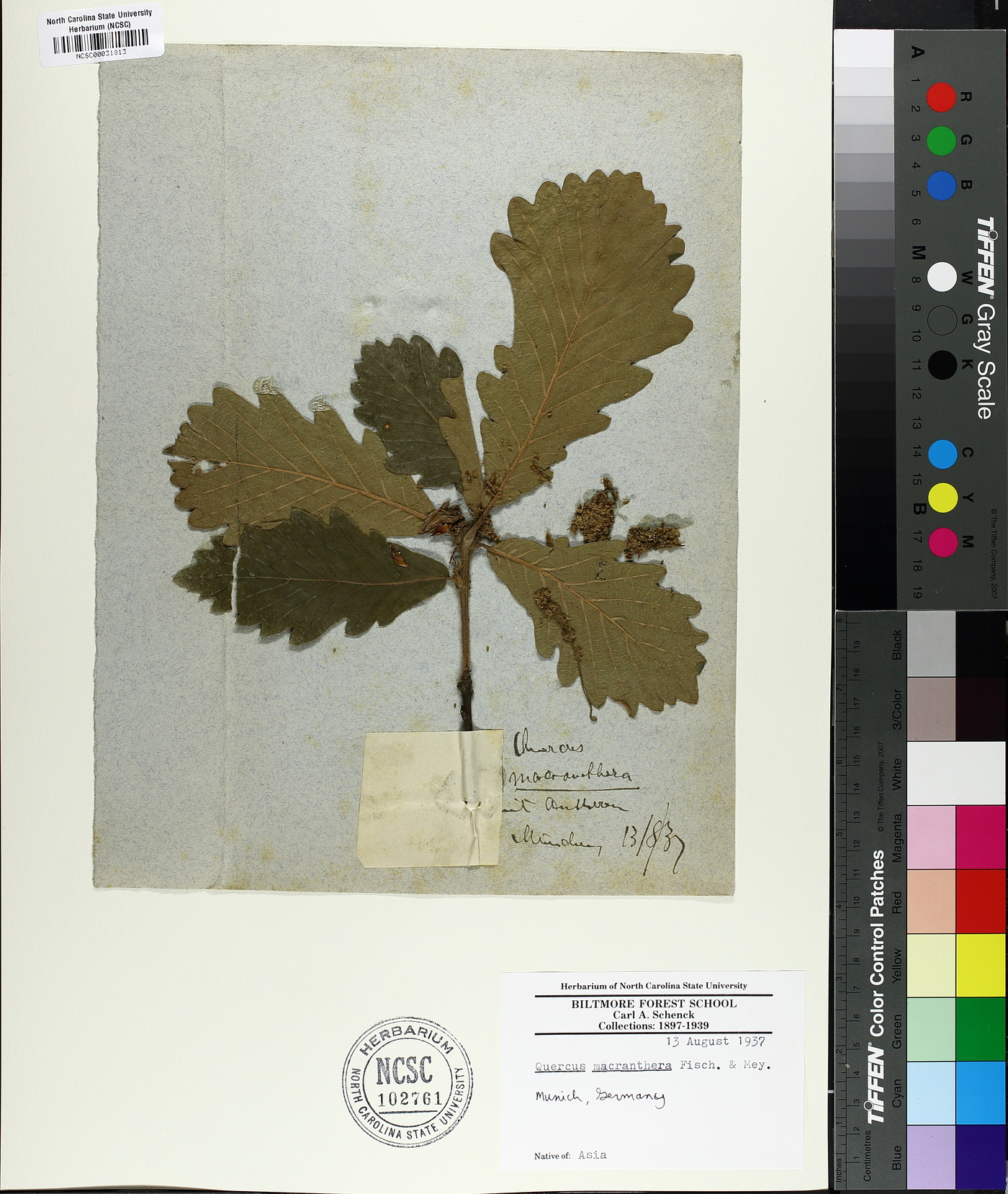 Quercus macranthera image