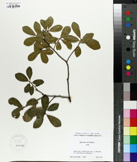 Quercus myrtifolia image