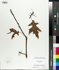 Quercus palustris image