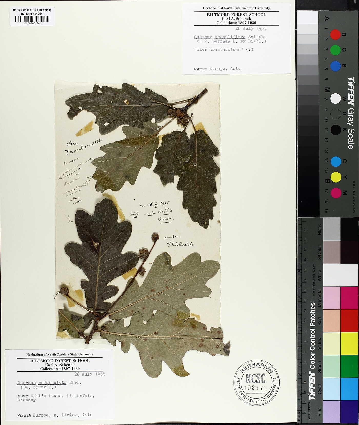 Quercus robur image
