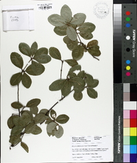 Quercus phillyraeoides image