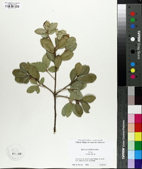 Quercus phillyreoides image