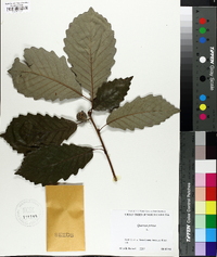 Quercus montana image