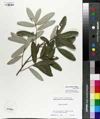 Quercus pumila image