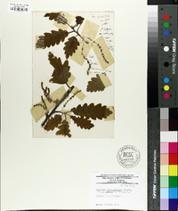 Quercus sessiliflora image