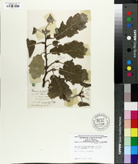 Quercus sessiliflora image