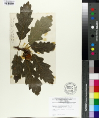 Quercus sessiliflora image
