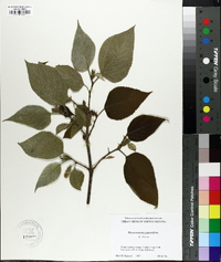 Broussonetia papyrifera image