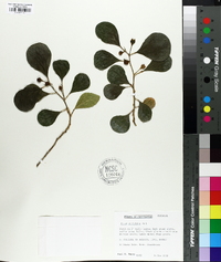 Ficus deltoidea image