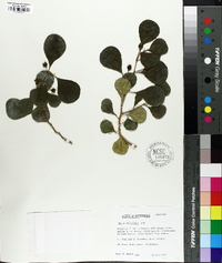 Ficus deltoidea image