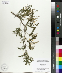 Sophora davidii image