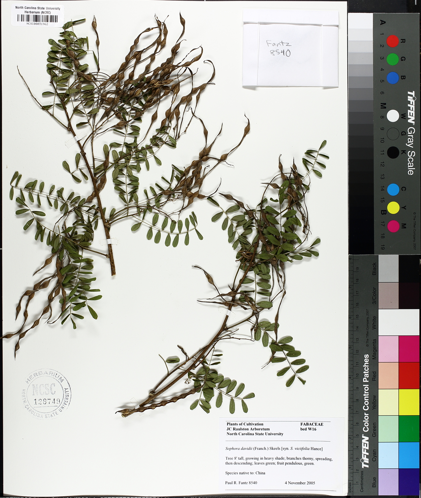 Sophora davidii image