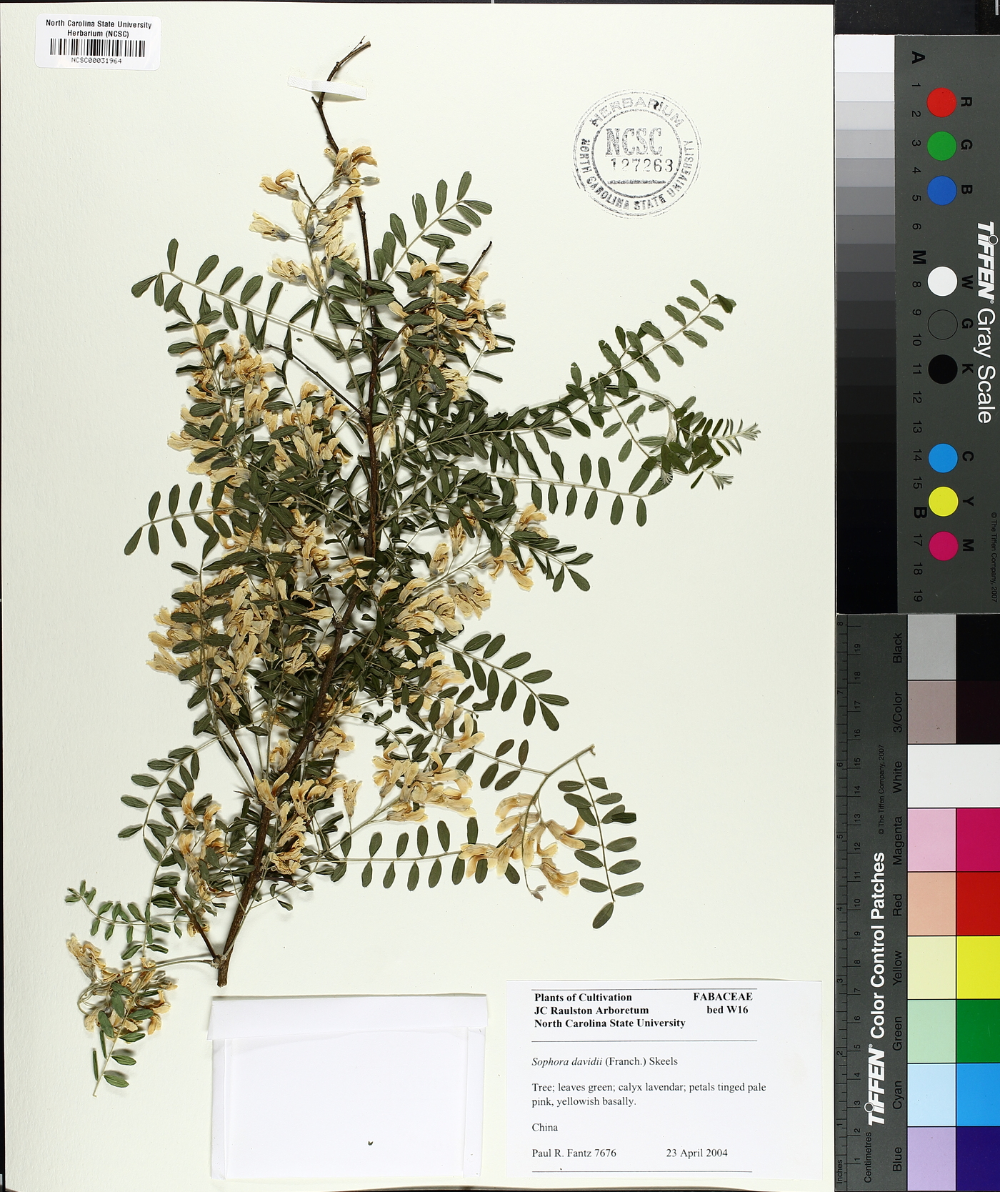 Sophora davidii image
