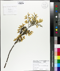 Sophora koreensis image