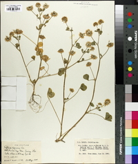 Trifolium nigrescens image