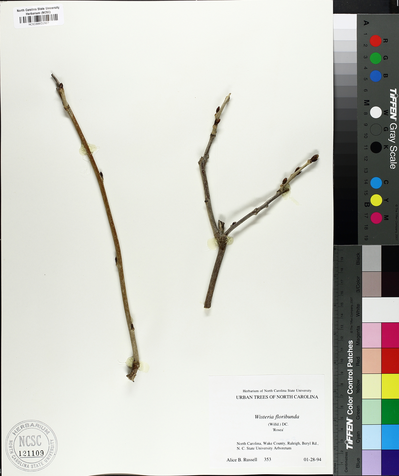 Wisteria floribunda image