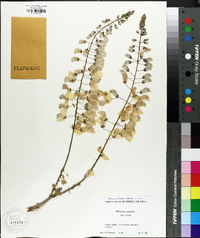 Wisteria sinensis image