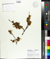 Hamamelis intermedia image