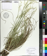 Danthonia sericea image