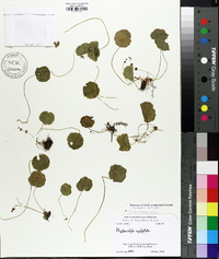 Hydrocotyle verticillata image