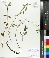 Alternanthera philoxeroides image