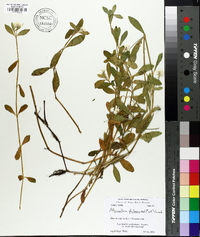 Alternanthera philoxeroides image