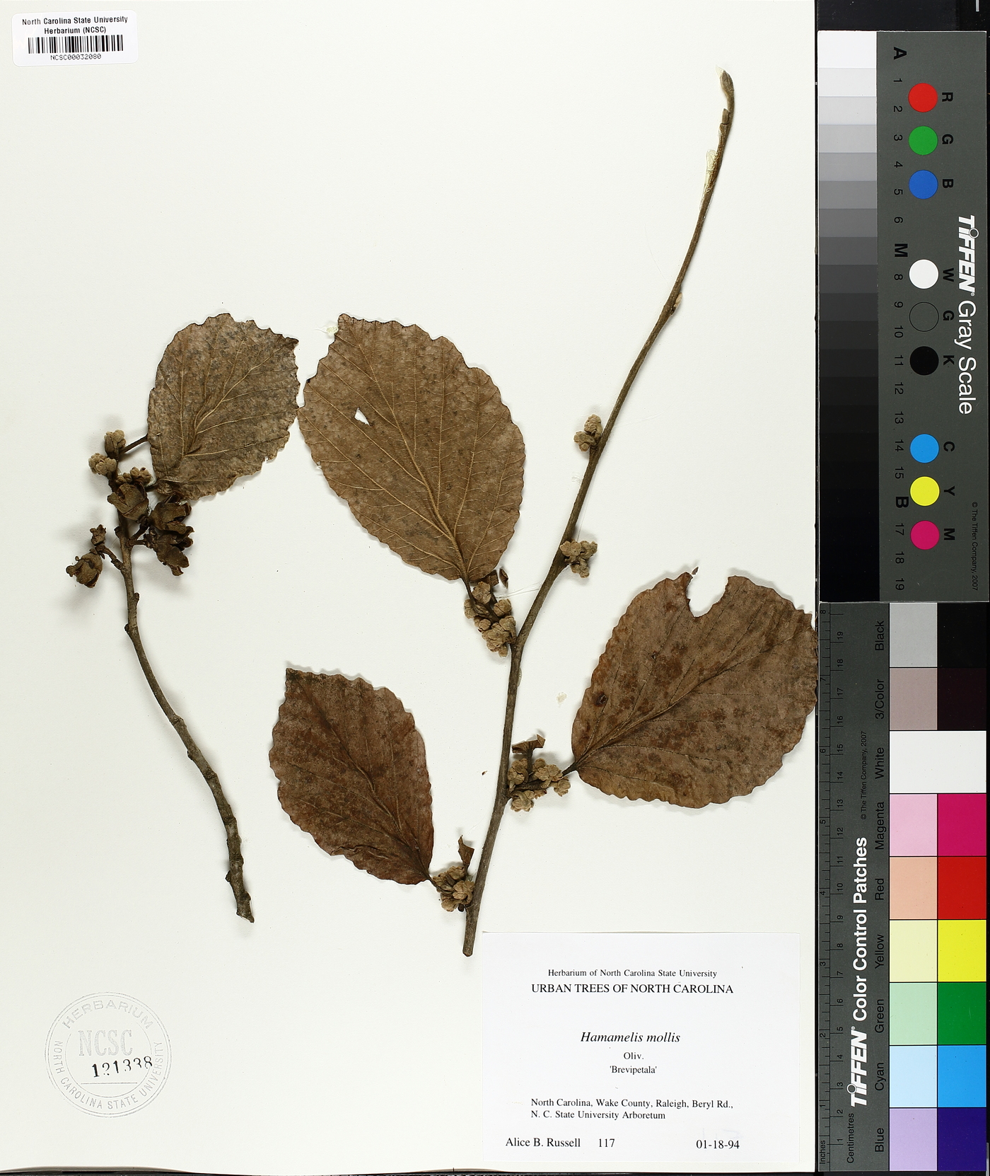 Hamamelis mollis image