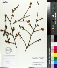 Hamamelis vernalis image