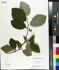 Hamamelis vernalis image
