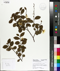 Loropetalum chinense image