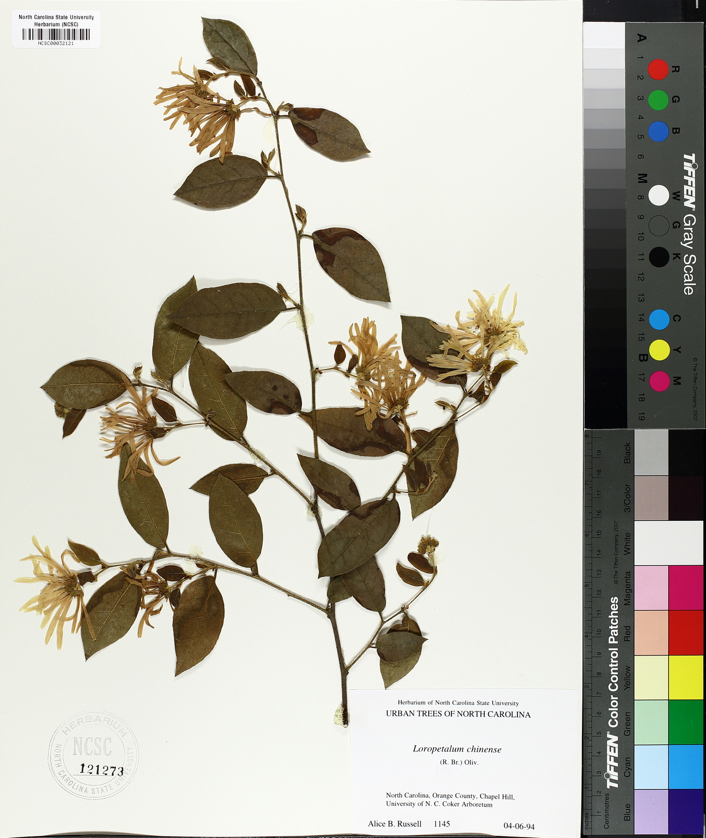 Loropetalum chinense image