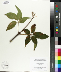 Aesculus californica image