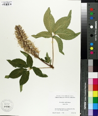 Aesculus californica image