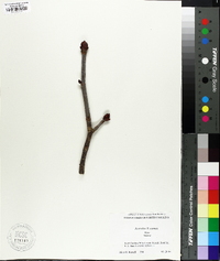 Aesculus × carnea image