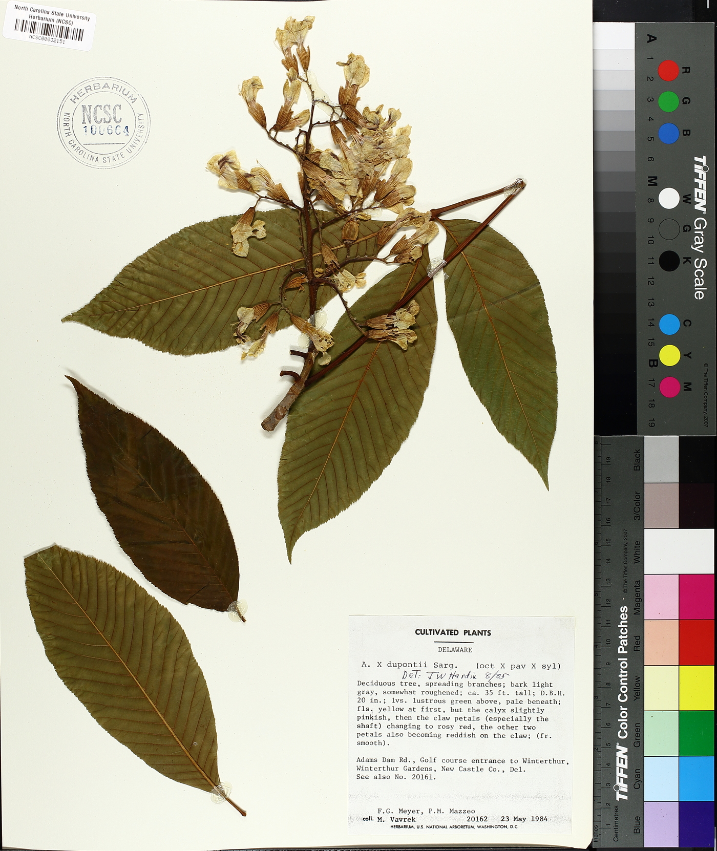 Aesculus dupontii image