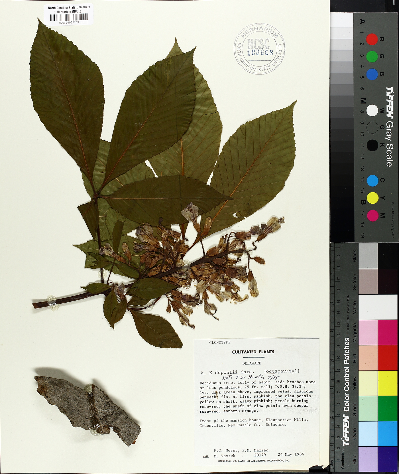 Aesculus dupontii image