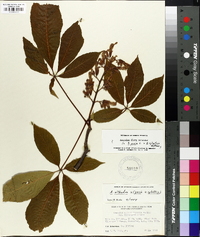 Aesculus flava image