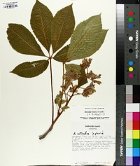 Aesculus flava image