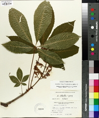 Aesculus flava image