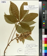 Aesculus flava image