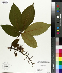 Aesculus flava image