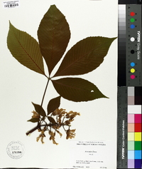 Aesculus flava image