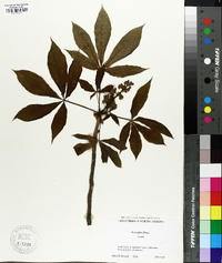 Aesculus flava image