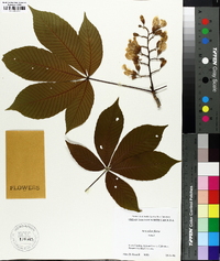 Aesculus flava image