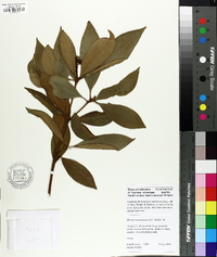 Illicium lanceolatum image