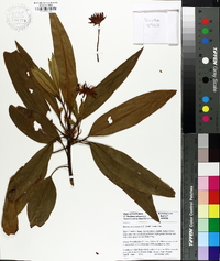 Illicium mexicanum image