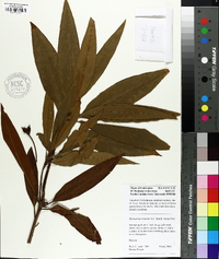 Illicium mexicanum image